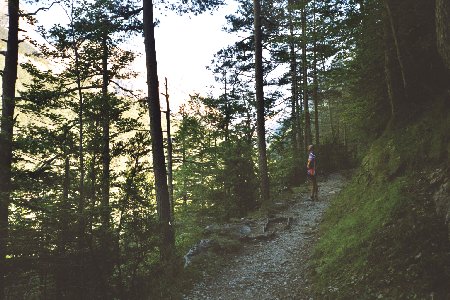 Waldweg auf der S&uuml;dseite (also Nordhang) der Ordesa-Schlucht