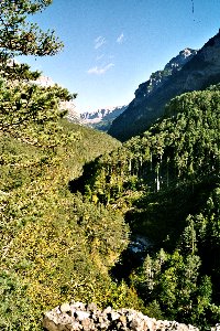 Wald im Talgrund der schlucht