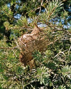 Das ist so ein Nest. Das dunkle, was man vorn nicht sieht, ist das Flugloch