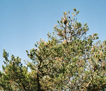 Mangels Teleobjektiv schlecht zu sehen: Eine Kolonie dieser Webervogel-Nester