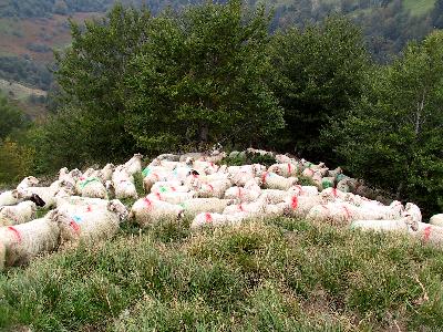 Perfekt im Gel&auml;nde: Pyren&auml;renreisende im Wolltrikot